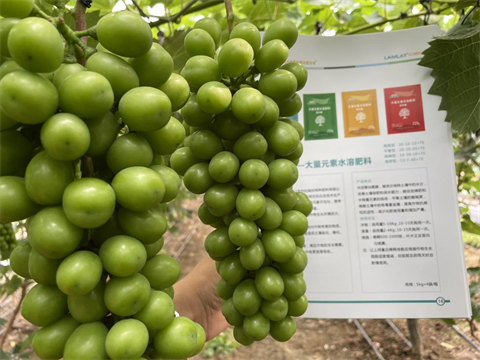 阳光玫瑰葡萄,水溶肥,伯示麦