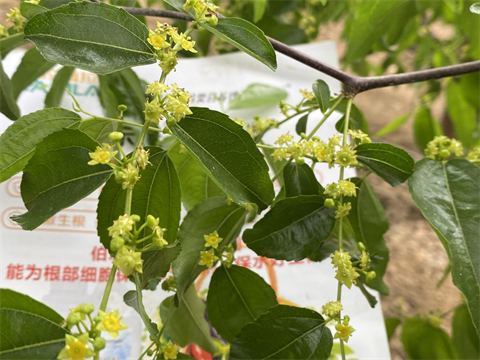 水溶肥品牌,冬枣种植,拉姆拉特种肥