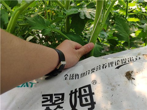 菌剂，拉姆拉