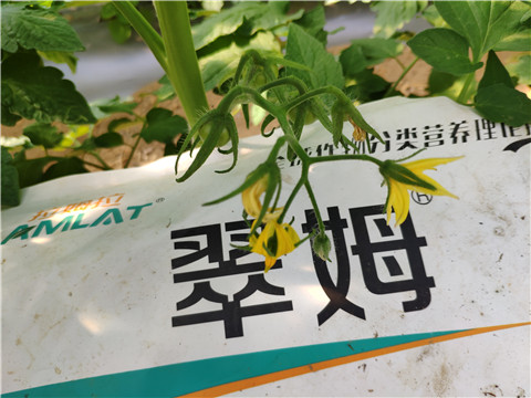 菌剂，拉姆拉