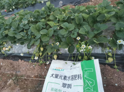 水溶肥品牌,草莓种植,翠姆水溶肥