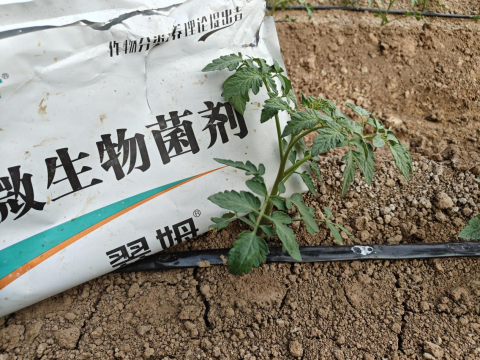 进口水溶肥,土壤板结,翠姆微生物菌剂