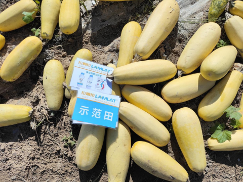 水溶肥,西葫芦种植,拉姆拉滴灌级特种肥 水溶肥,西葫芦种植,拉姆拉滴灌级特种肥