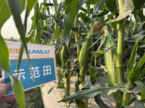 水溶肥厂家,甜脆玉米种植,拉姆拉滴灌级特种肥