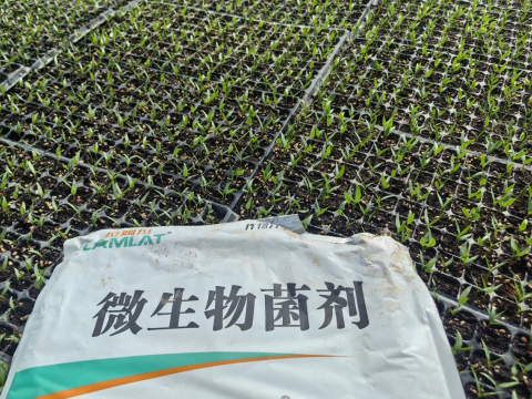 水溶肥厂家,辣椒施肥,翠姆水溶肥