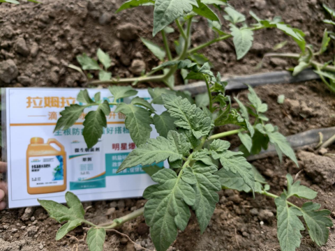 水溶肥,番茄施肥,拉姆拉滴灌级特种肥