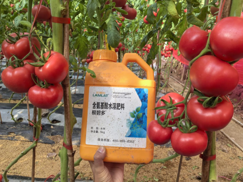 水溶肥,番茄施肥,拉姆拉滴灌级特种肥