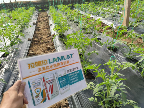 水溶肥,番茄施肥,拉姆拉滴灌级特种肥