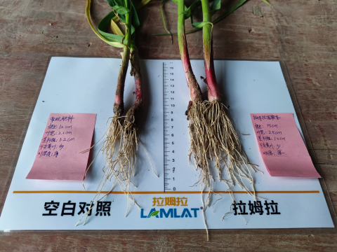 水溶肥厂家,大蒜施肥,拉姆拉滴灌级特种肥