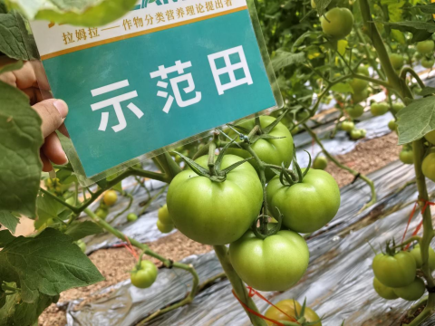 水溶肥,番茄施肥,拉姆拉滴灌级特种肥