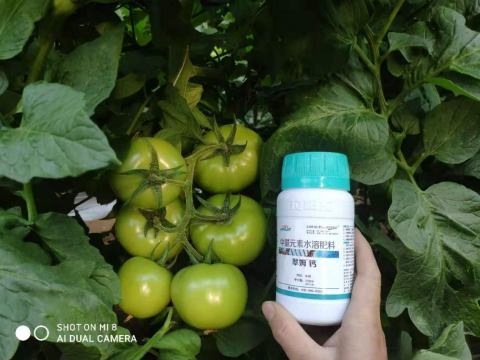 水溶肥,番茄施肥,拉姆拉滴灌级特种肥