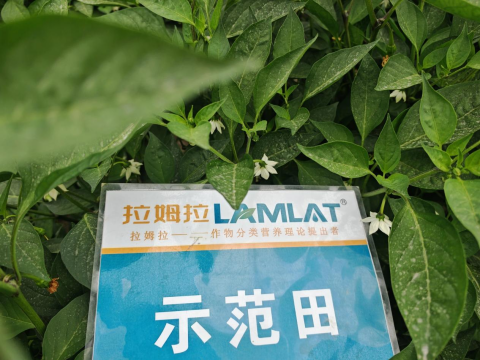 水溶肥厂家,辣椒施肥,拉姆拉滴灌级特种肥