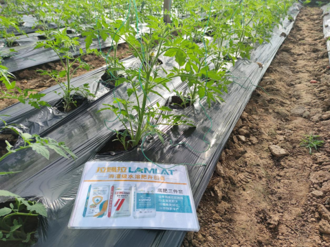 水溶肥,番茄施肥,拉姆拉滴灌级特种肥