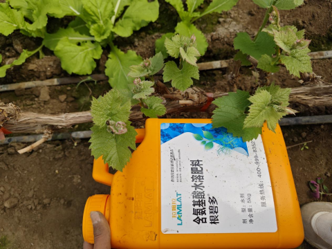 水溶肥,葡萄施肥,拉姆拉滴灌级特种肥