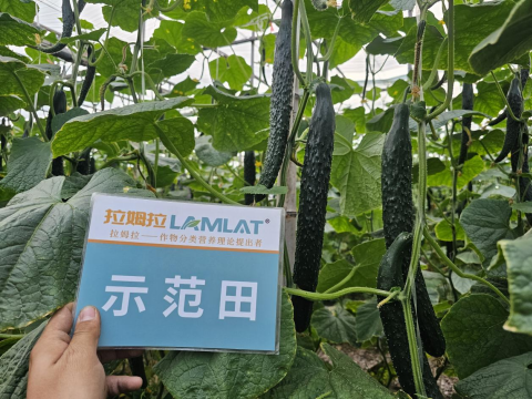 黄瓜种植,拉姆拉滴灌级特种肥,水溶肥