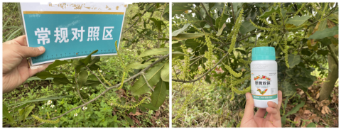 坚果种植,拉姆拉滴灌级特种肥,水溶肥