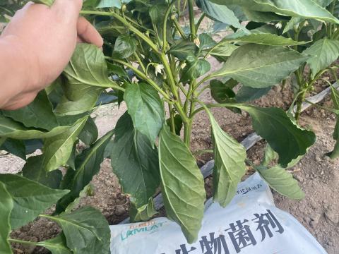 辣椒种植,水溶肥,拉姆拉滴灌级特种肥