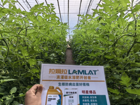 番茄种植,翠姆水溶肥,水溶肥品牌