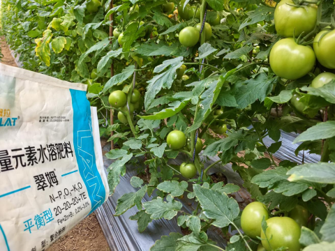 番茄种植,翠姆水溶肥,水溶肥品牌