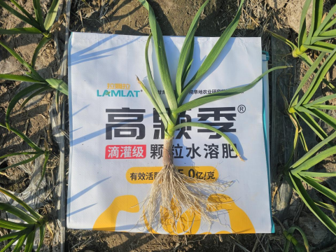 大蒜施肥,拉姆拉高颗季,颗粒水溶肥