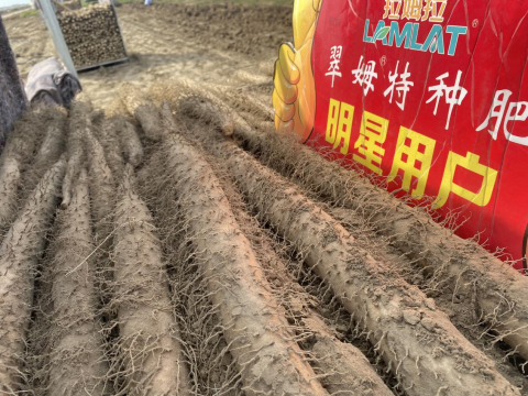 山药种植,拉姆拉滴灌级特种肥,水溶肥品牌