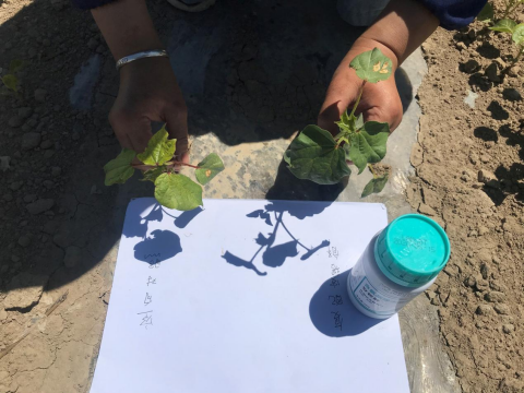 棉花种植,拉姆拉安碧解,药害