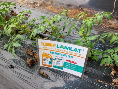 番茄施肥,翠姆水溶肥,水溶肥品牌