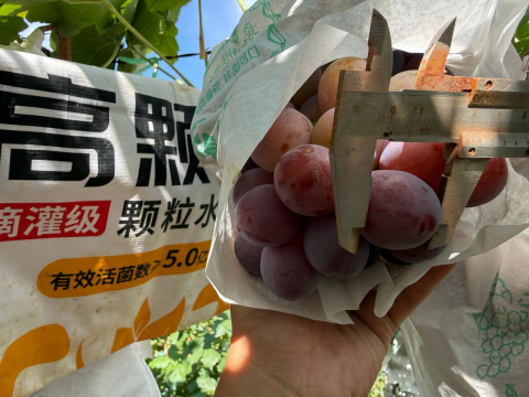 葡萄施肥,拉姆拉滴灌级特种肥,水溶肥