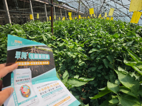 番茄种植,翠姆生根重茬康水溶肥