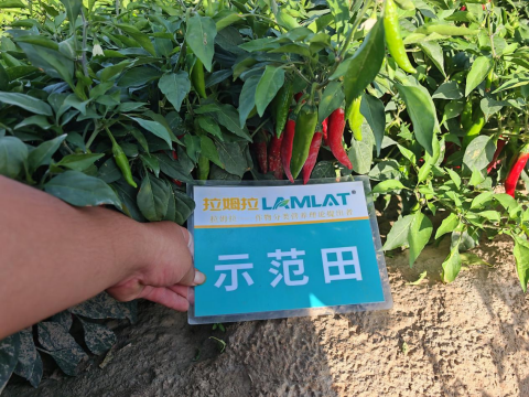 辣椒施肥,拉姆拉滴灌级特种肥,水溶肥品牌