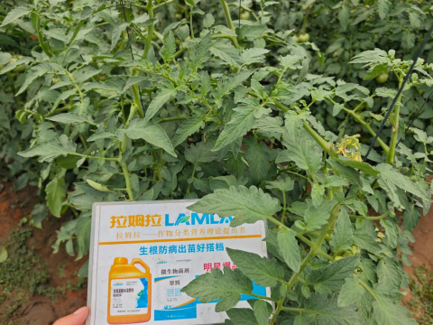 番茄种植,翠姆水溶肥,水溶肥