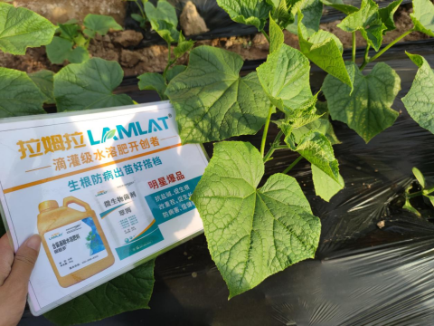 黄瓜种植,翠姆水溶肥,水溶肥