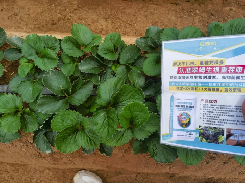 草莓种植,翠姆水溶肥,水溶肥品牌
