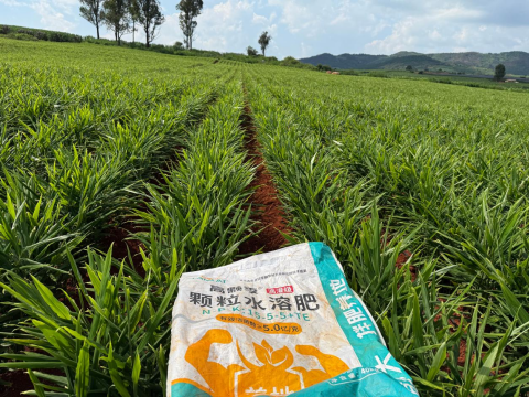 生姜施肥,拉姆拉水溶肥,水溶肥品牌