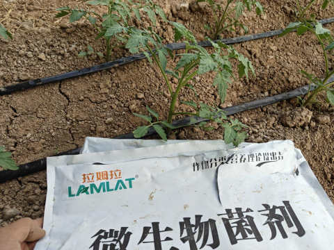 番茄种植,翠姆水溶肥,水溶肥