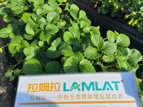 草莓施肥,翠姆水溶肥,水溶肥