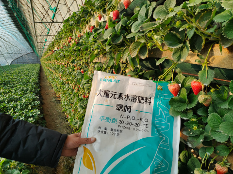 草莓施肥,翠姆水溶肥,水溶肥